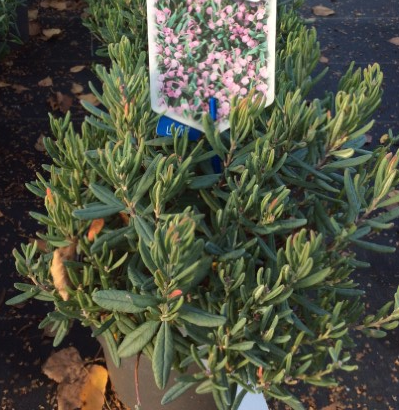 Andromeda polifolia Blue Ice kopen Kalmthout